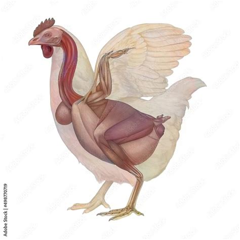 Chicken Anatomy With Its Muscular System Stock Illustration Adobe Stock