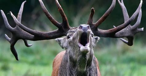 Police Warn Motorists About Sex Crazed Deer On The Rampage Across Devon Countryside Mirror Online