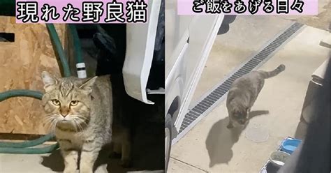 庭に住みついた野良猫を2カ月甘やかしたら ママにデレデレになったビフォーアフターに「完全に信じきってる」 ねとらぼ