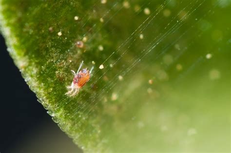 How To Get Rid Of The Little Red Spider Mites On Concrete Hunker