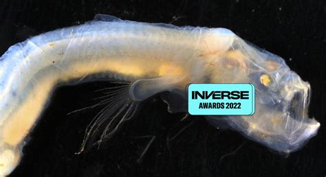 Shipwrecks, new species, and dead zones: 9 biggest deep-sea discoveries