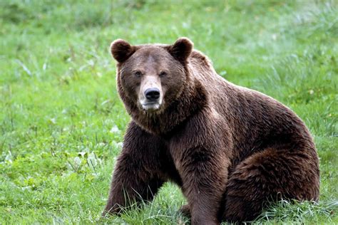 brown bear sitting  green grass  stock photo
