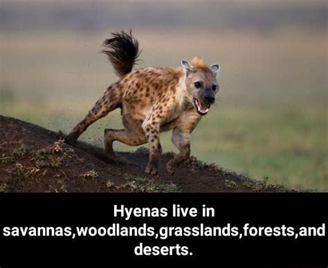 Hyenas live in savannas,woodlands, grasslands, forests,and deserts