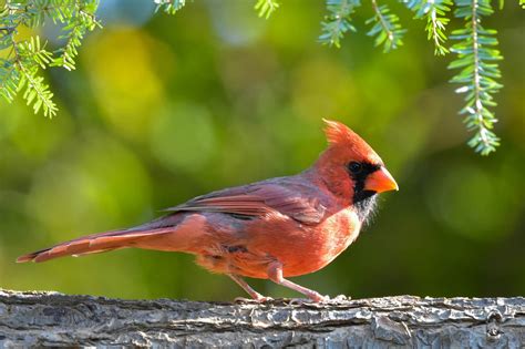 Male Northern Cardinal Bird - Free photo on Pixabay - Pixabay