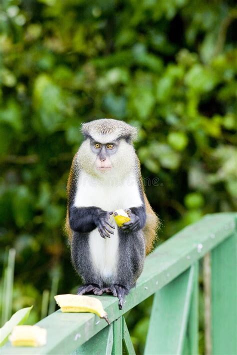 2067 Monkeys Banana Grove Stock Photos Free And Royalty Free Stock