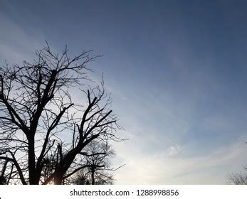 Nude Tree On Background Sky Stock Photo 1288998856 Shutterstock