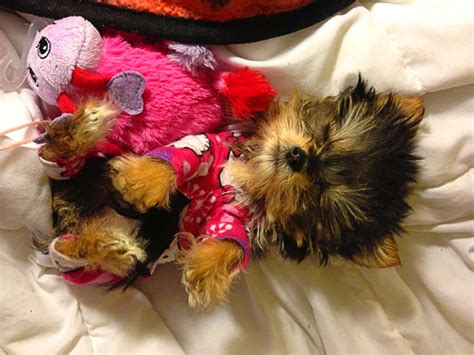 Worlds Smallest Adorable Yorkie Will Melt Your Heart Bold And