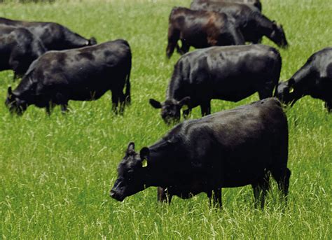 australain beef lamb farms sustainable ethical production