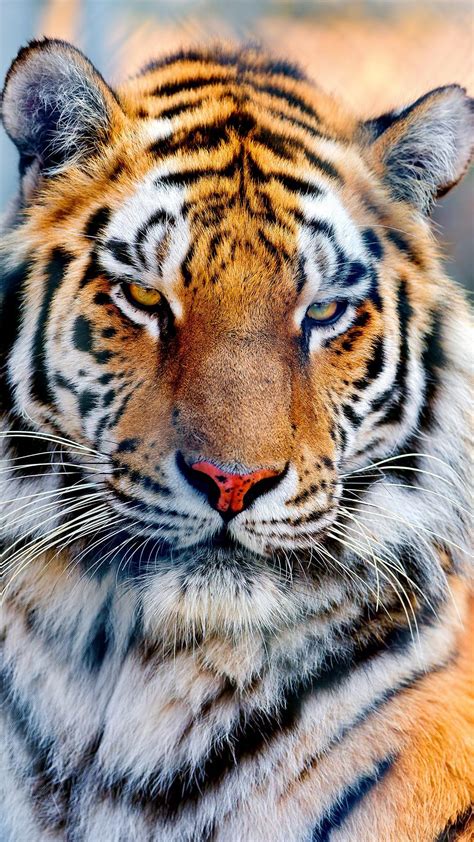 Tiger iPhone Wallpapers - Wallpaper Cave