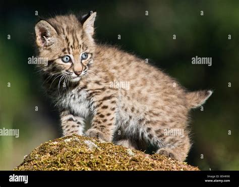 bobcat kitten poses atop  moss covered rock controlled conditions