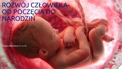 Rozwój człowieka od poczęcia do narodzin