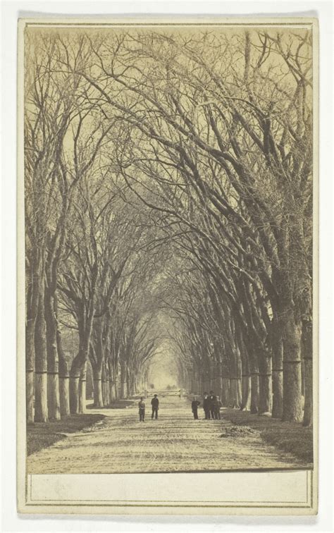 Untitled (avenue of trees) | The Art Institute of Chicago