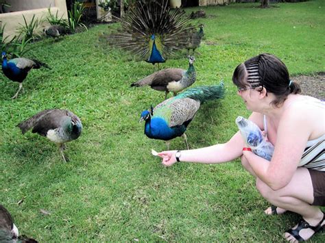 Sonya Feeding Peacocks Janetbarrett16 Flickr