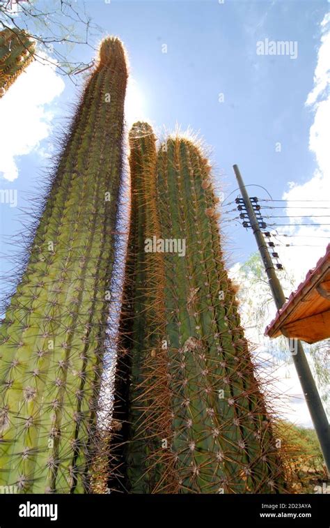 Planta De Cactus O Planta Suculenta Que Crece De Forma Nativa En