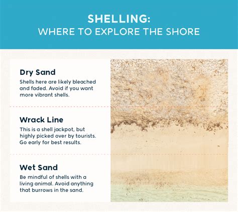 Everything You Need to Know About Collecting Seashells