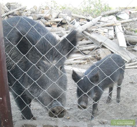 Продам дикого кабана, купити дикого кабана — Agro-Ukraine