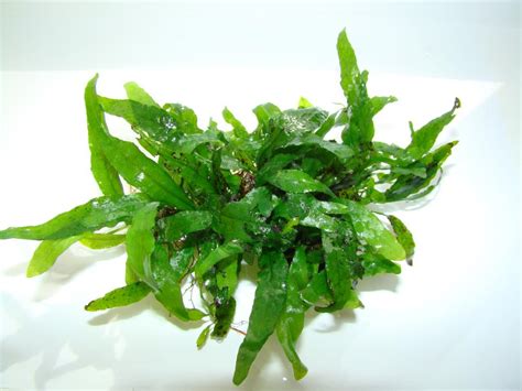 Купить Папоротник таиландский мини (Microsorium pteropus Mini) в Челябинске
