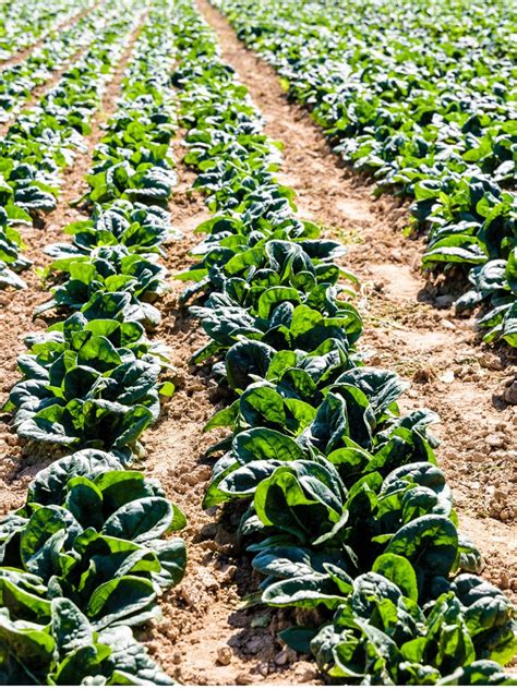 Farming Crops