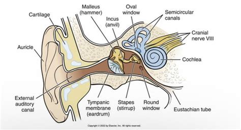 Unit 9 Disorders Of The Ears And Eyes Flashcards Quizlet