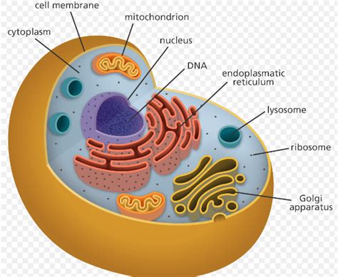 Eukaryotic Cell Diagram Simple