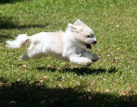 The Coton De TulÃ©ar Is A Breed Of Small Dog Named For The City Of TulÃ