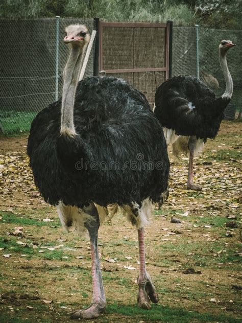 Ostrich Stock Photo Image Of Nature Camelus Aviary 138536494