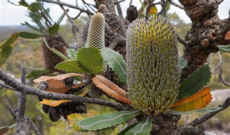 Old Man Banksia Australian Native Plants Nsw National Parks