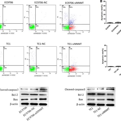 Knockdown Of NNMT Expression Inhibits Cell Viability And Proliferation