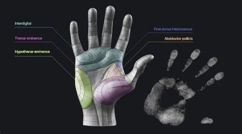 An Image Of A Hand With Different Parts Labeled In The Palm And Wrist