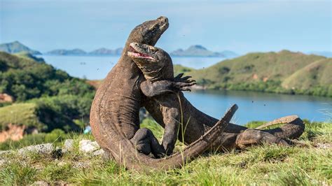 Rinca Island Komodo - Indonesia - Ciak si Viaggia!