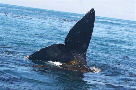 Snapping Shrimp 'Dinner Bell' May Tell Gray Whales When to Eat - Key Biscayne Citizen Scientist ...