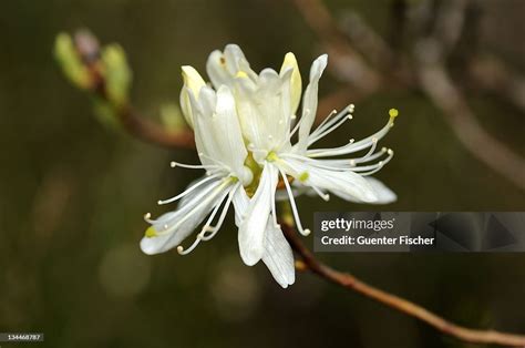 White Rhodora High Res Stock Photo Getty Images