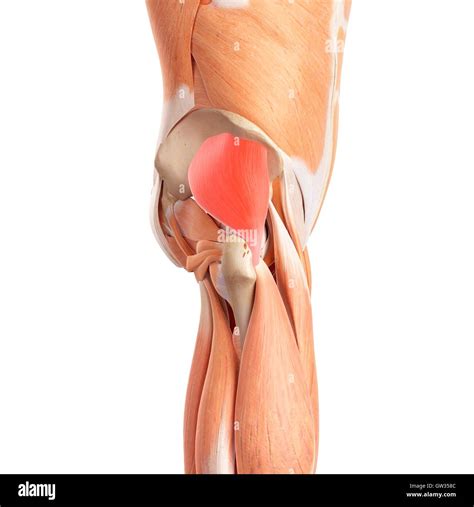 Anatomy Of Human Buttocks High Resolution Stock Photography And Images