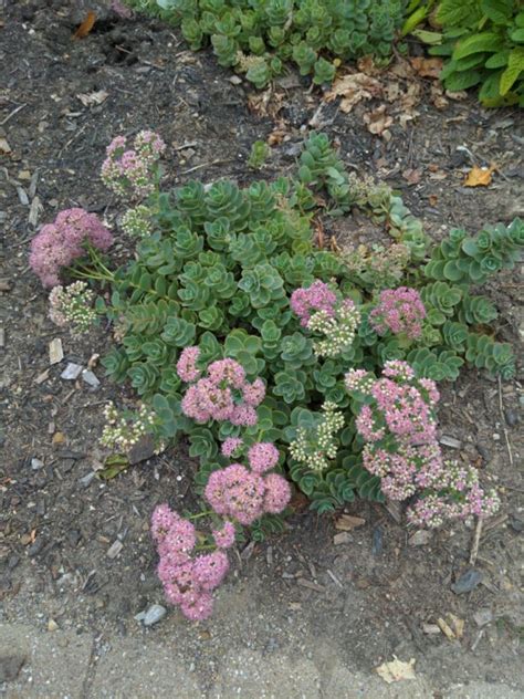 Sedum Lime Zinger Sunsparkler Sunsparkler Lime Zinger Sedum