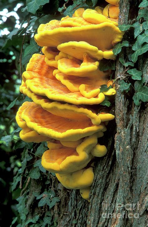 Bracket Polypore Fungi #1 by Dr Keith Wheeler/science Photo Library