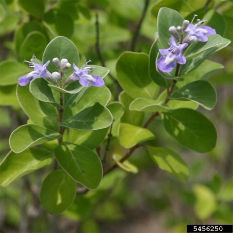 Beach Vitex Vitex Rotundifolia L F