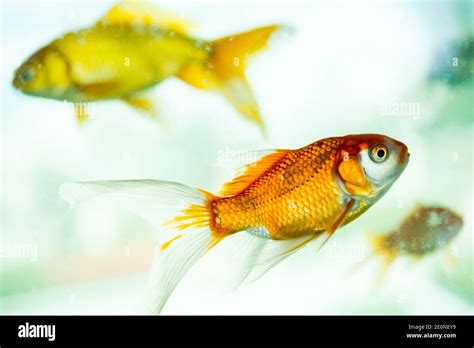 Peces Nadando En Un Acuario Fotograf As E Im Genes De Alta Resoluci N