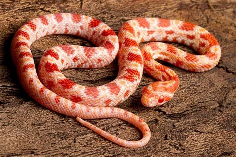 Fun With Albino Corn Snakes A Beginners Guide 5tips Reptile District