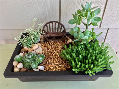 Succulent Fairy Garden Succulents