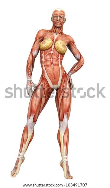 46 Naked Woman Front Real And Back Images Stock Photos Vectors Shutterstock