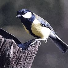 Great Tits  S Tenor