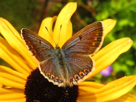 Icarusblauwtje Vlinders Natuur Dichtbij