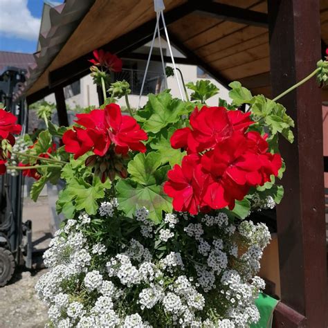 Pro-Flora