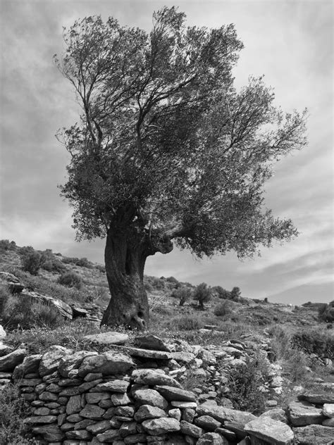 Olive Tree | escape from a bankrupt state