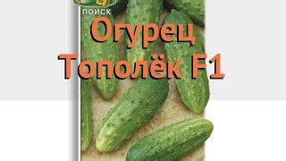 Огурец Тополек: отзывы, описание сорта, фото, видео, отзывы ...