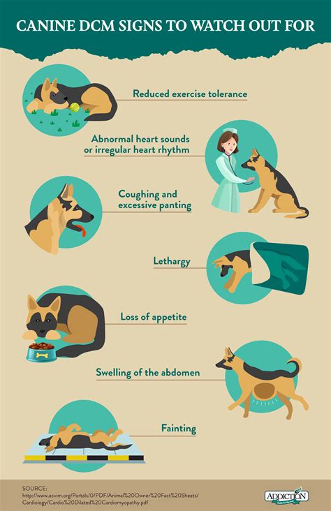 Dcm symptoms dogs online