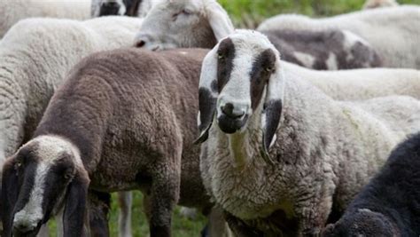 Fünf gestohlene Schafe wieder aufgetaucht tierwelt ch TierWelt