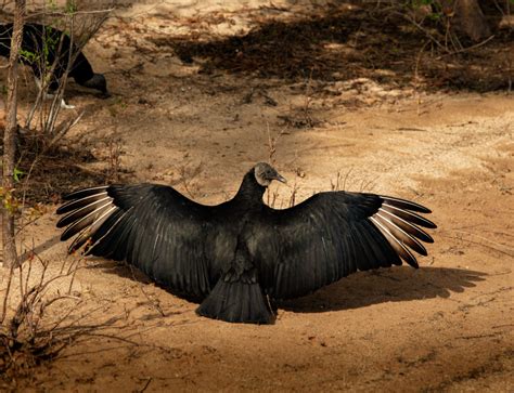A Black Vulture Encounter At Jordan Lake Park Best Life Birding