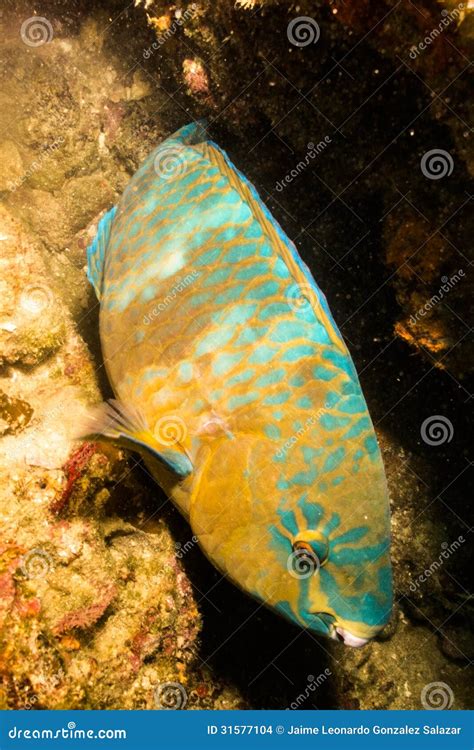 Snorkeling With Bumphead Parrot Fish Royalty Free Stock Photo