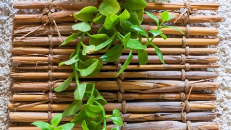 Why Artificial Bamboo Plants Are Becoming The Hottest Home Decor Trend